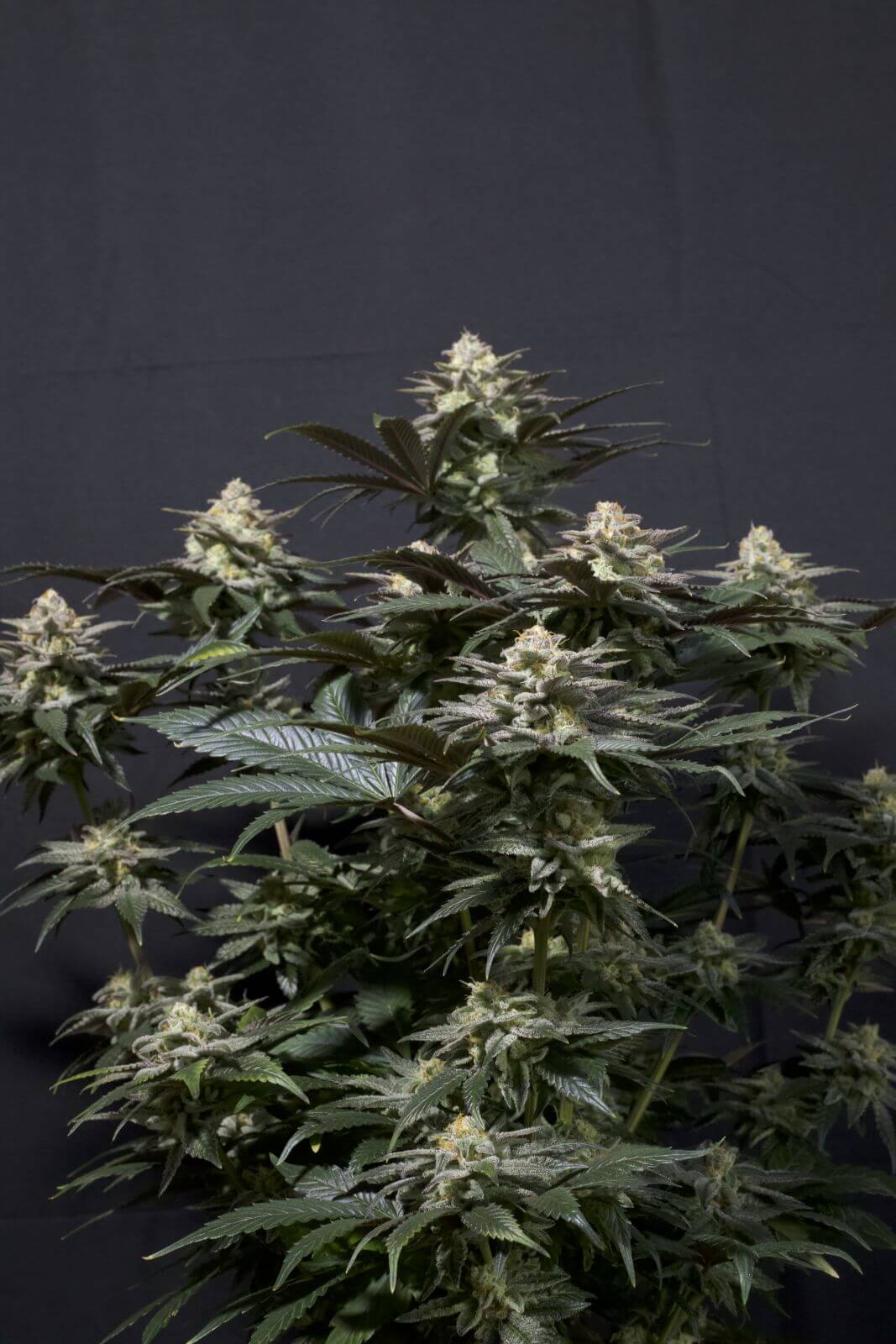 Purple Lemonade