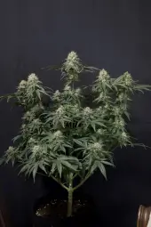 Tropicana Cookies FF