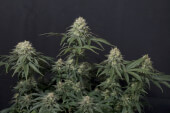 Tropicana Cookies FF
