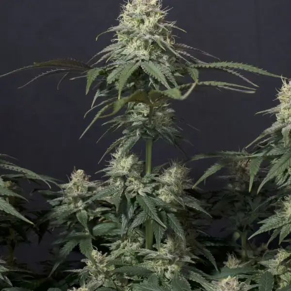 Tropicana Cookies FF