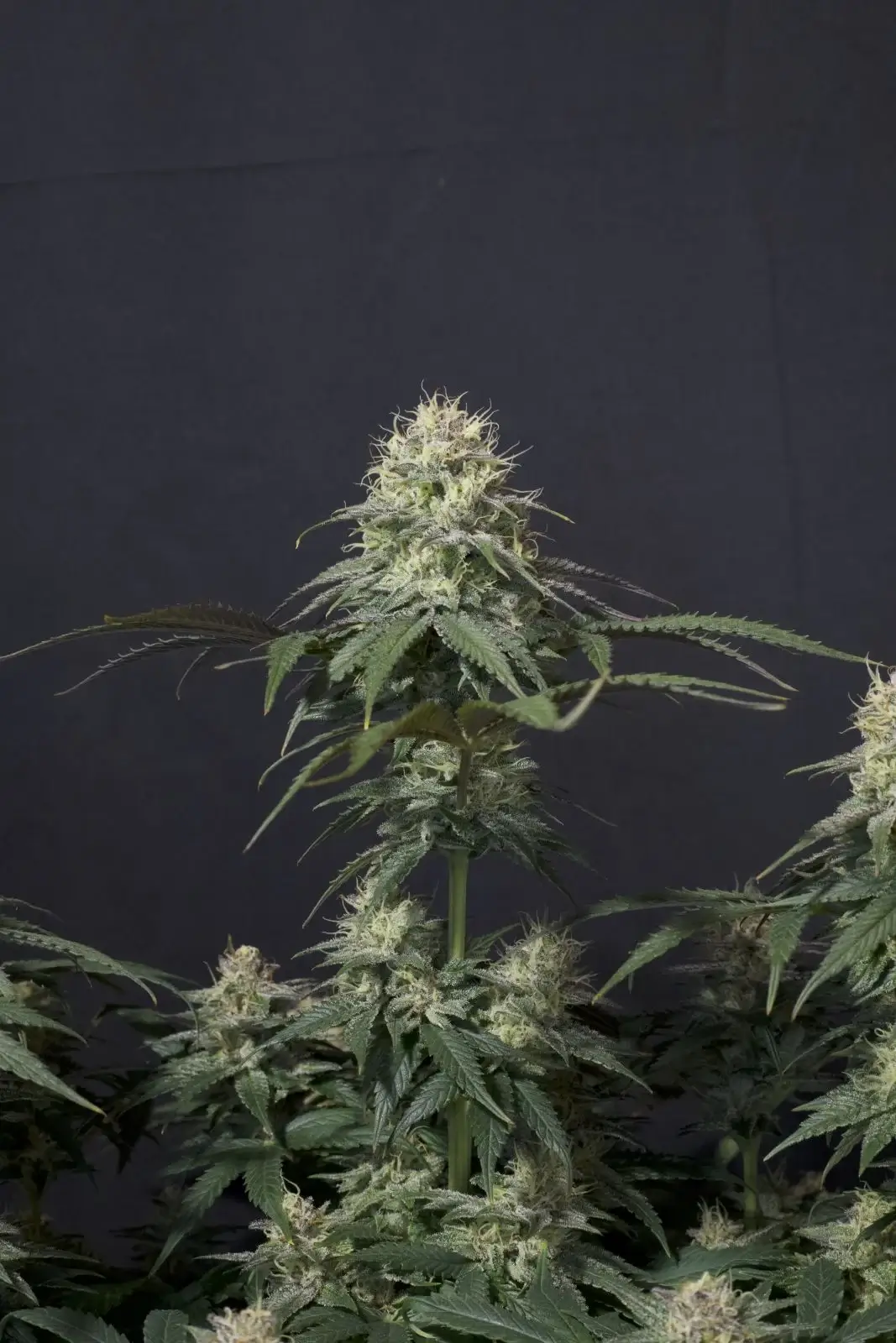 Tropicana Cookies