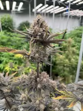 Banana Purple Punch RF3 Auto