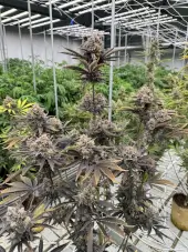 Banana Purple Punch RF3 Auto