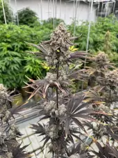 Banana Purple Punch RF3 Auto