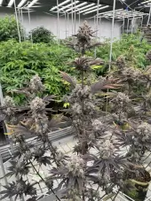 Banana Purple Punch RF3 Auto