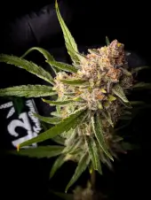 Guava Auto