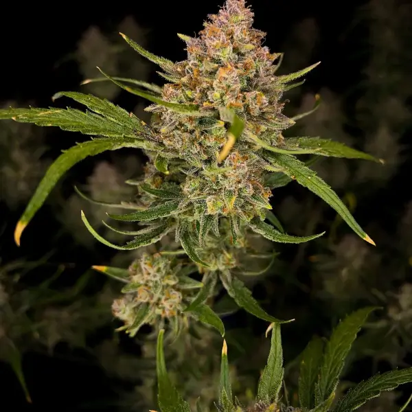 Guava Auto