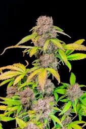 Lemon Cherry Cookies Auto