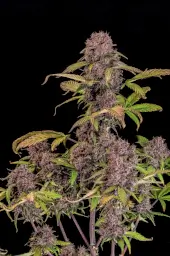 Lemon Cherry Cookies Auto