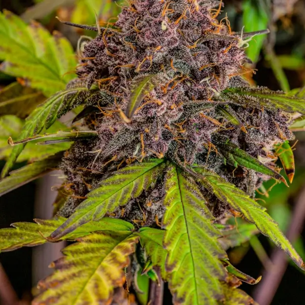 Lemon Cherry Cookies Auto