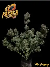 Papaya Cookies Auto