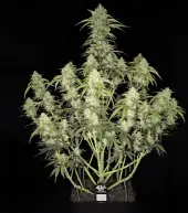 Papaya Cookies Auto