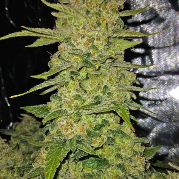 Papaya Cookies Auto