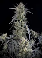 Pound Cake Auto