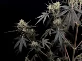 Pound Cake Auto