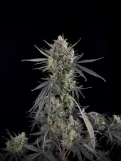 Pound Cake Auto