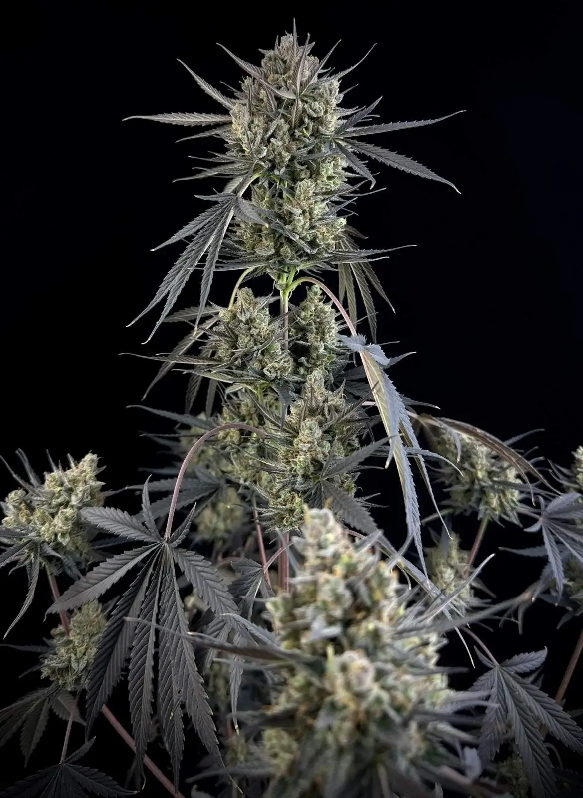 Pound Cake Auto