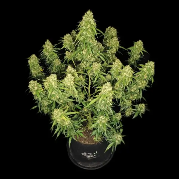 Sour Jealousy Auto