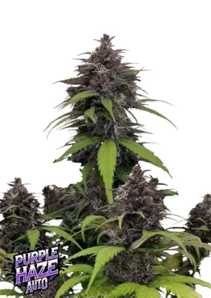 Purple Haze Auto
