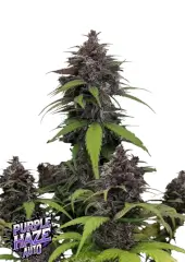 Purple Haze Auto