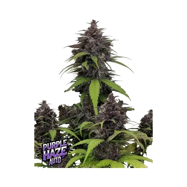 Purple Haze Auto