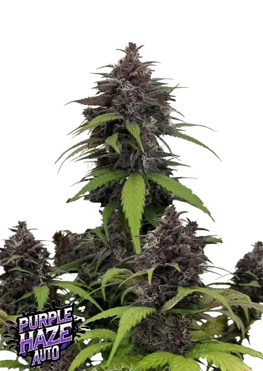 Purple Haze Auto