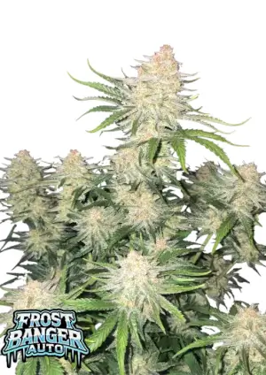 Frostbanger Auto