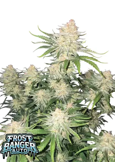 Frostbanger Auto