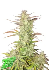 Z-Up Auto