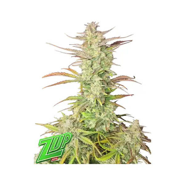 Z-Up Auto