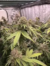 Biscotti Gelato