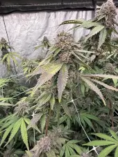 Biscotti Gelato