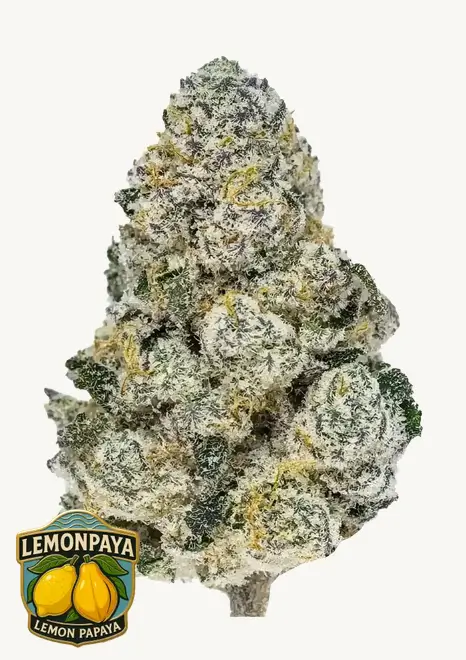 Lemonpaya