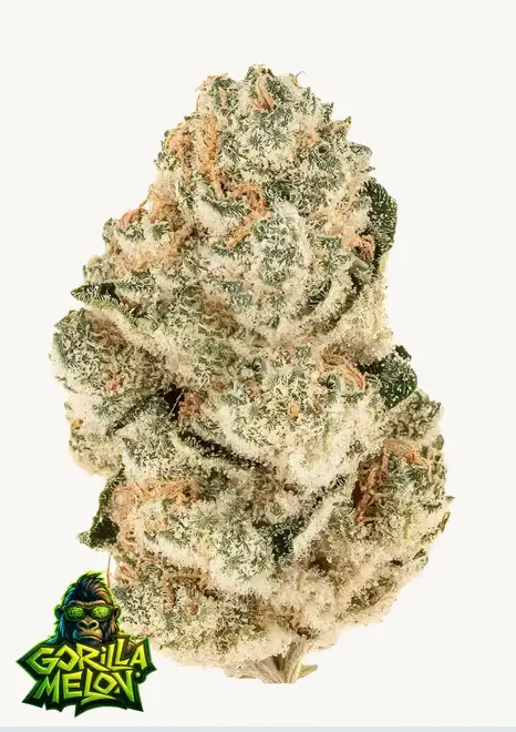 Gorilla Melon