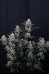 Guava Sundae Auto