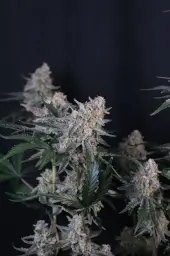 Guava Sundae Auto