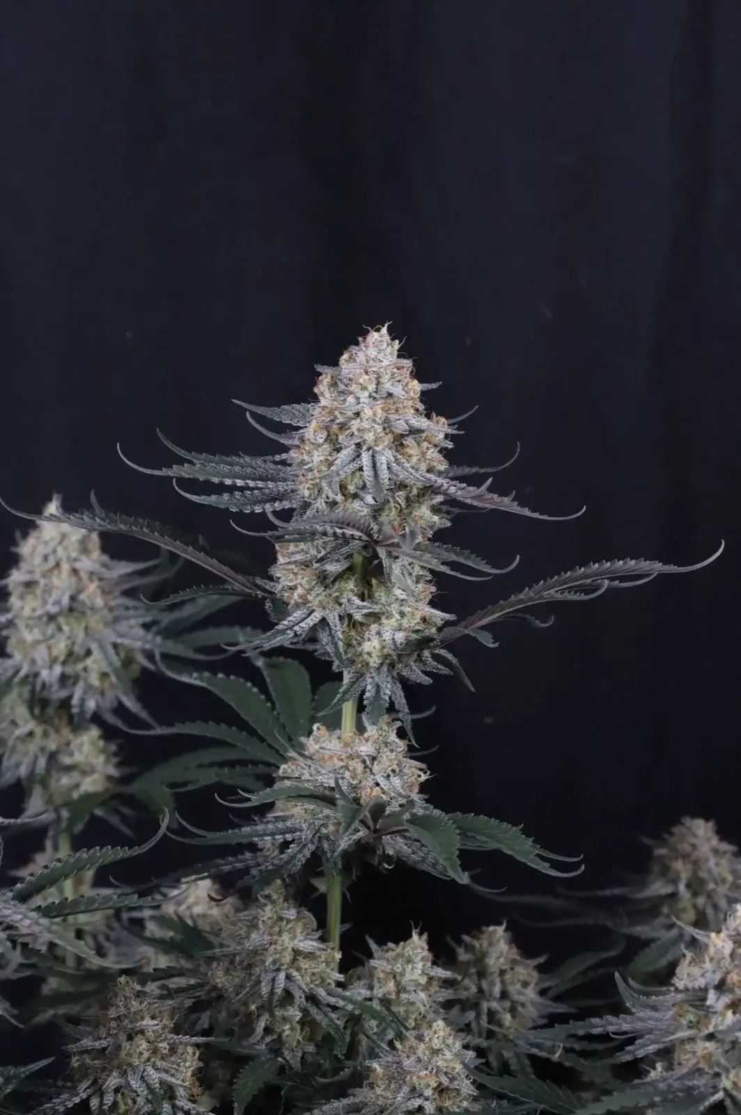 Guava Sundae Auto