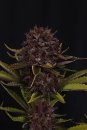 Purple Lemonade Auto RF3