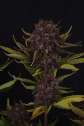 Purple Lemonade Auto RF3