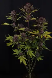 Purple Lemonade Auto RF3