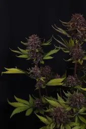 Purple Lemonade Auto RF3