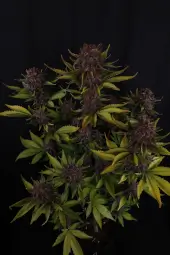 Purple Lemonade Auto RF3