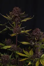 Purple Lemonade Auto RF3