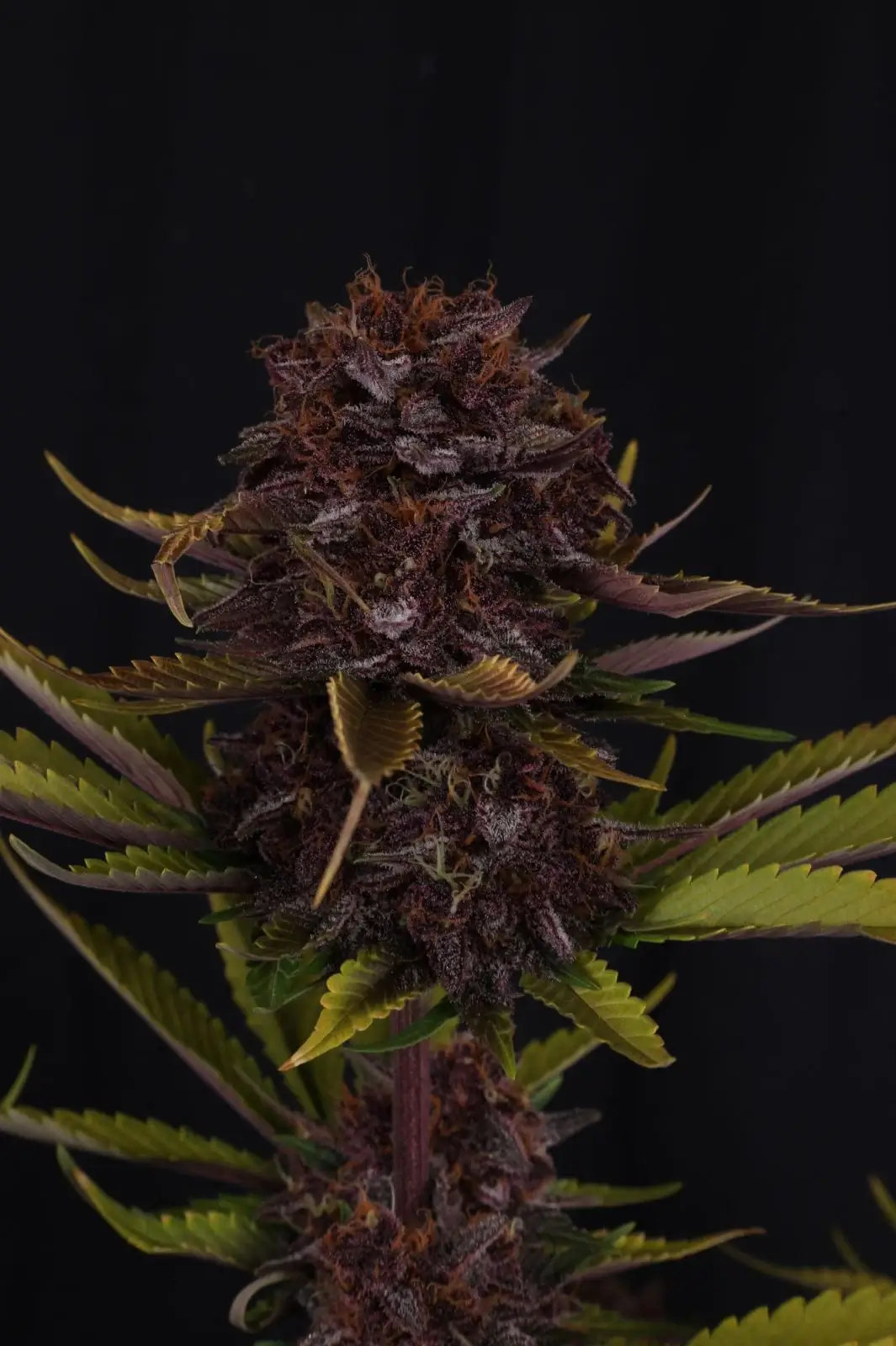 Purple Lemonade Auto