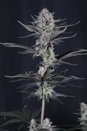 Mendo Guava Auto