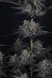 Mendo Guava Auto