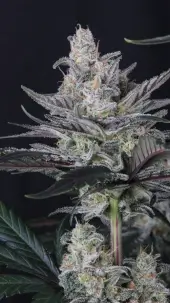 Mendo Guava Auto