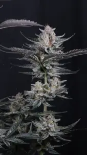 Mendo Guava Auto