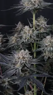 Mendo Guava Auto