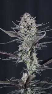 Mendo Guava Auto